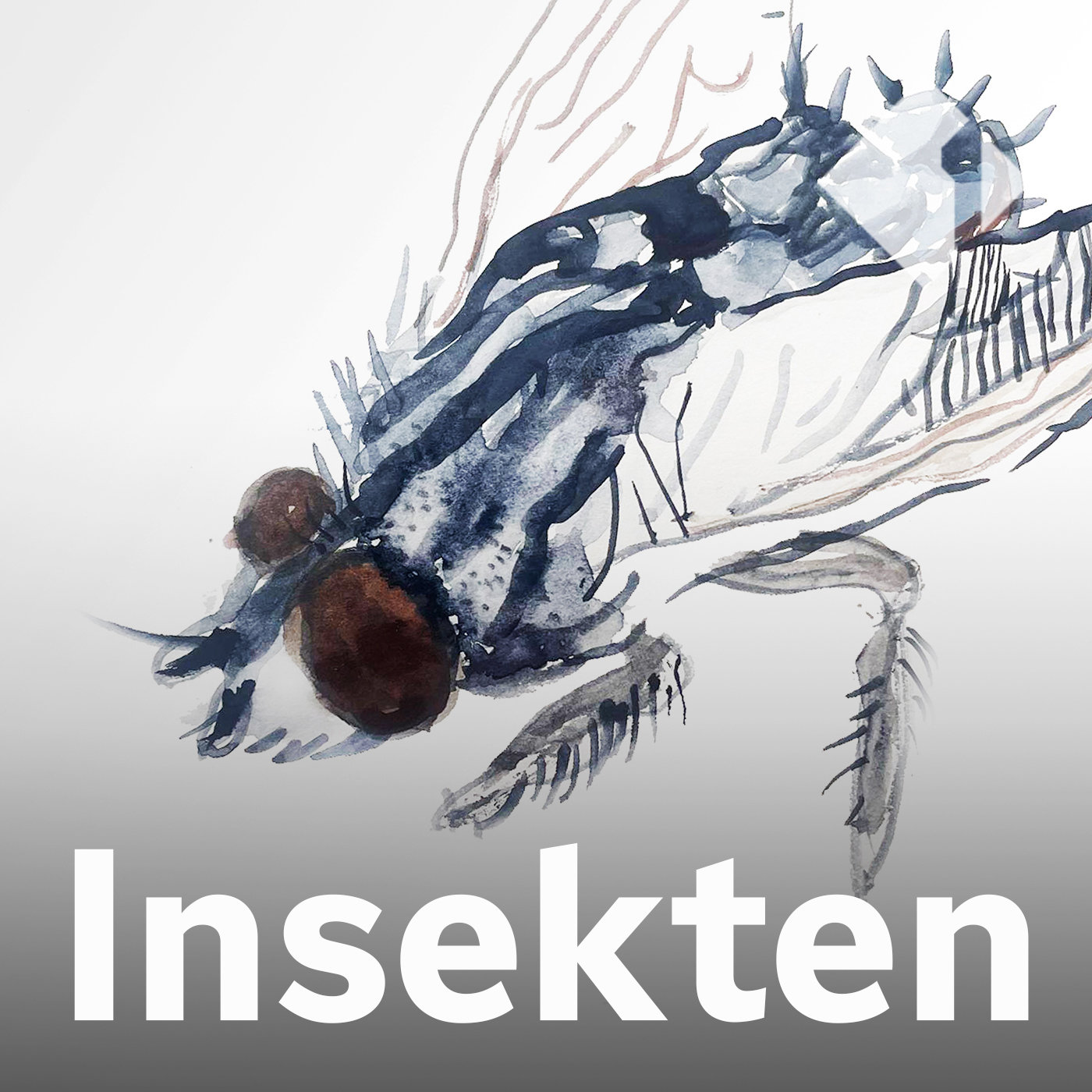 Die Fleischfliege