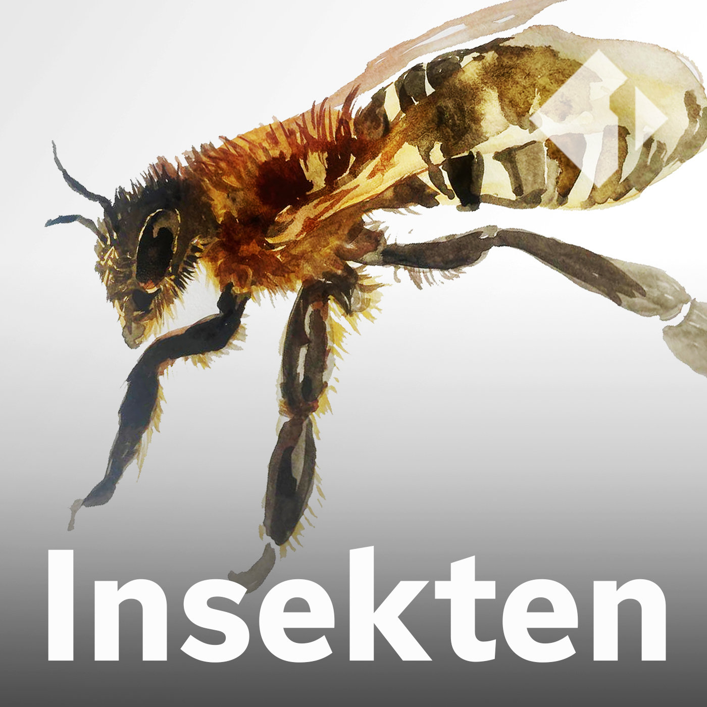 Die Honigbiene